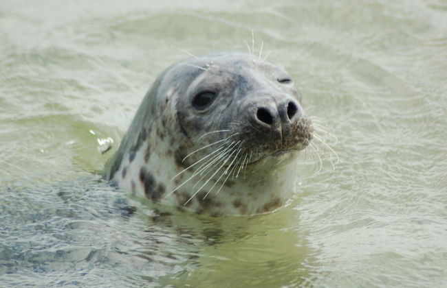 Restyled Chalet With Dishwasher, Near the Sea, on Texel - Foto 23