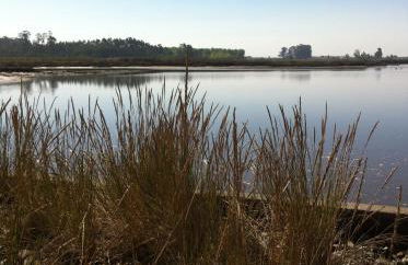 Verde Ria apartamento - Foto 32