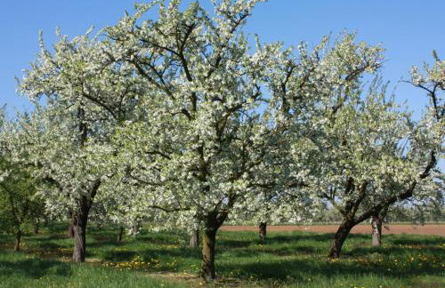 Gîte calme près du Lac de Madine, avec jardin privé, cuisine équipée et tout inclus - FR-1-585-64 - Foto 7