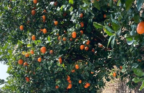 Casa Martí - Foto 45