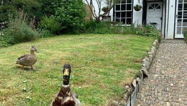 Lovely Cottage beside Surf Beaches & Bude Canal - Foto 2, Garden