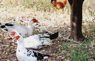 Villa Kavalino - Foto 16