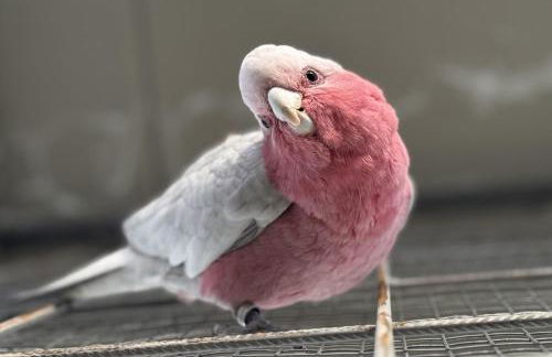 Tenuta Lo Cuoccio - Foto 66