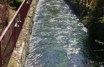 Les Hellebores - Foto 66