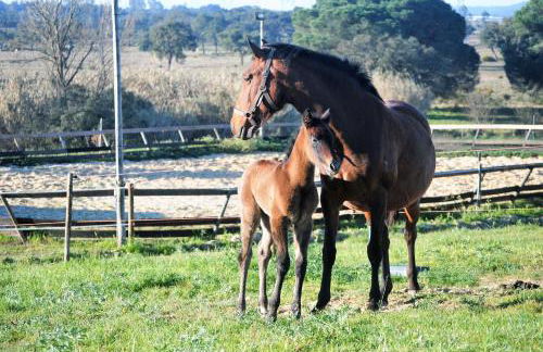 Monte Calmaria by Estilo Lusitano, with private pool and Jacuzzi - Foto 21