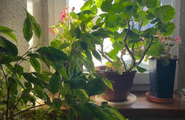 agroturystyka Pensjonat PAULA - Foto 10