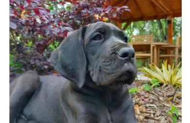 Bienvenue à la ferme - Foto 21