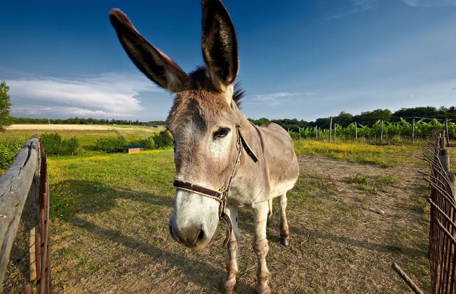 Cottage in Tuscany With Pool and Sauna - Foto 26
