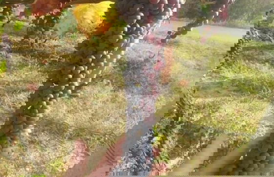 Agriturismo RiDaRoca - Foto 24