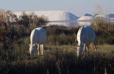 Studio pour deux avec terrasse aux portes de la Camargue - Foto 54
