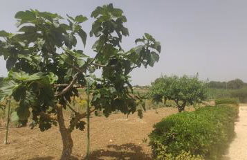 Villa Agave - Foto 34