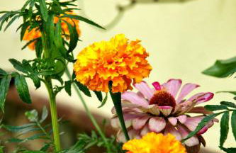 El Zaguán de la Plata - Foto 18