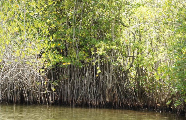 Journée complète à Galle avec la rivière de Balapitiya - Photo 1