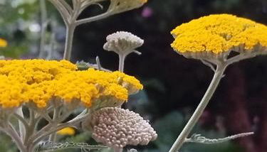 Chez MariLou - Foto 5, Garden