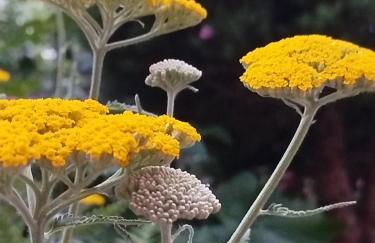 Chez MariLou - Foto 5