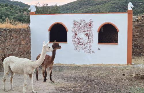 Experience Alpacas in Andalucia - Foto 23