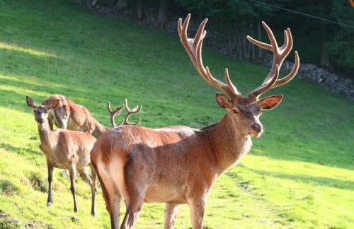 Fuchsmichelhof 4 - Foto 43