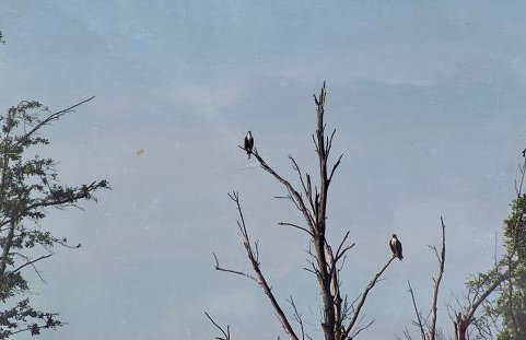 Sai Villa on Maurice River - Foto 57