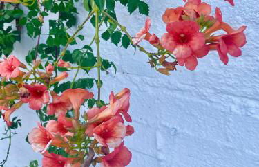 Euphoria Suites and Studios - Foto 39