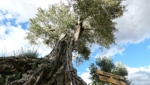 Visit a recovered olive grove