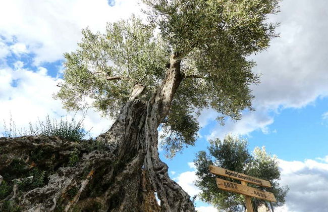 Visite d'une oliveraie et d'un moulin à huile + Dégustation d'huile d'olive et de légumes marinés - Photo 5