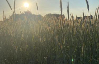 KURNIK - Domek pod lasem - Foto 41