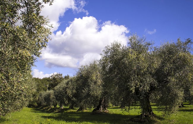 Snug Holiday Home in Castagneto Carducci near Thermal Bath - Foto 28