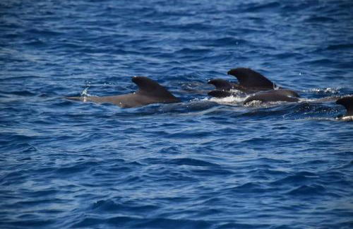 Casa Max Tenerife - Foto 46