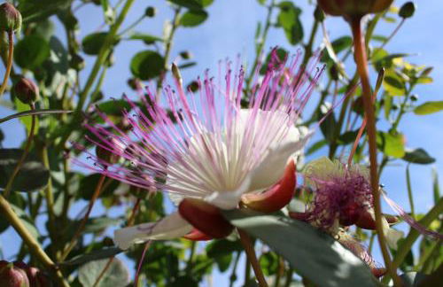 Villa Aimone - Foto 43