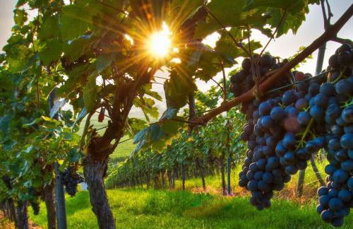 Le Casine di Tuscany Maremma Saturnia - Foto 24