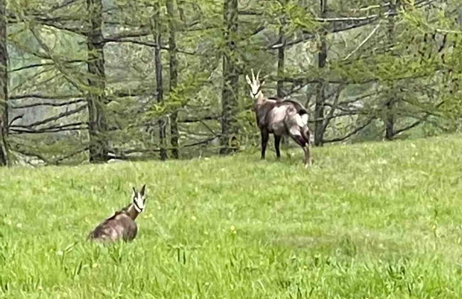 Appartement for Holiday Lodge 1891 - Foto 13