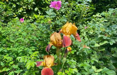 Maison avec jardin Orléans métropole - Photo 47