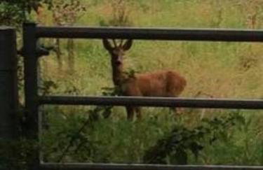 Static Mobile home set in our 20 acres of farmland - Foto 9