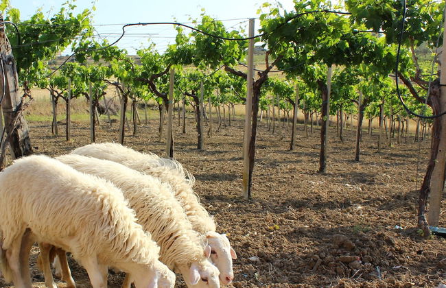 Agriturismo La Casa di Bacco - Foto 37