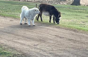 Yahweh Horse Retreat - Photo 16