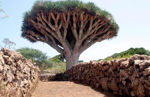 Gran Drago - Foto 29