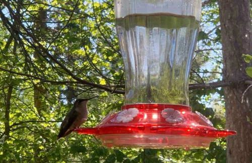 Cabin Retreat with Sauna Trails and Lake Access - Foto 3