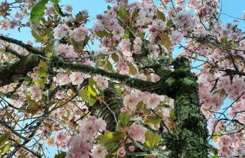 Outdoor & Relax Blackforest - Foto 9