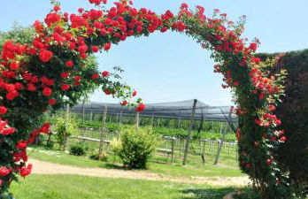 Agriturismo Fondo Novelle La Casina - Foto 29