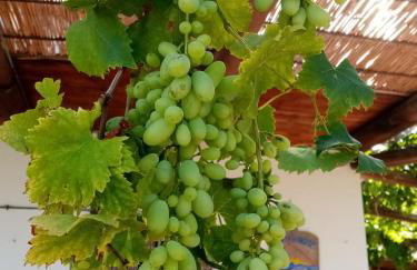 Agriturismo SoleMare - Foto 16