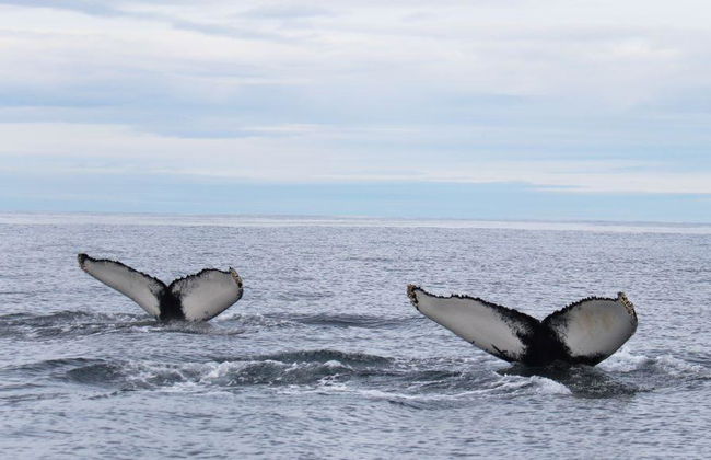 Avvistamento Classico di Balene da Dalvík - Foto 6