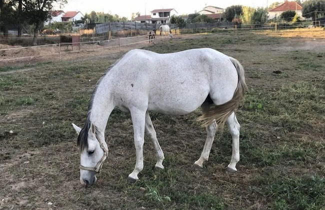 Coudelaria Residence - Foto 40