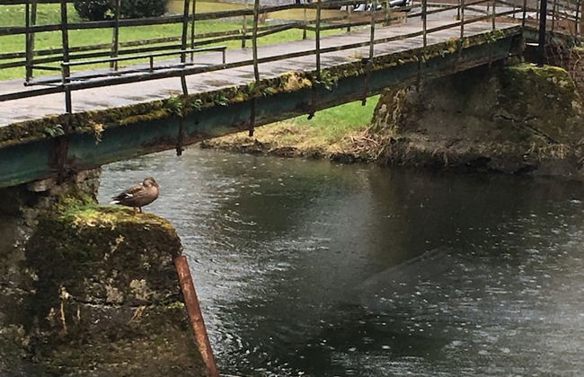 Dirbach Plage Parc - Foto 9