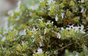 Sunset Site Boulder Bliss HotTub by Casa Oso - Foto 28