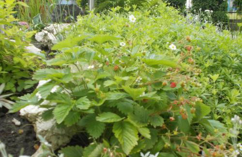 Apartamenty Nad Wisłą - Foto 28