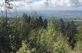 Waldläufer - Foto 16