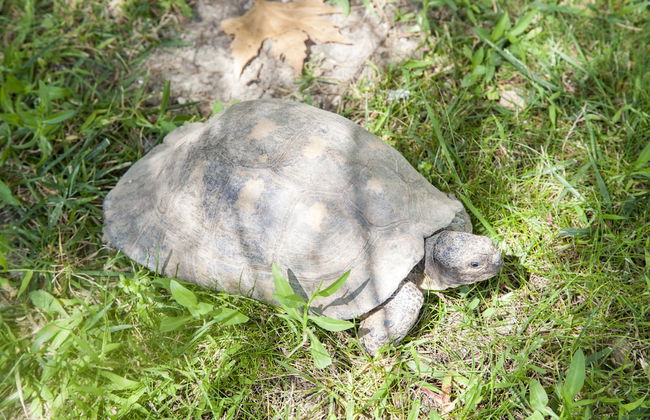 Prestige Villas - Foto 58