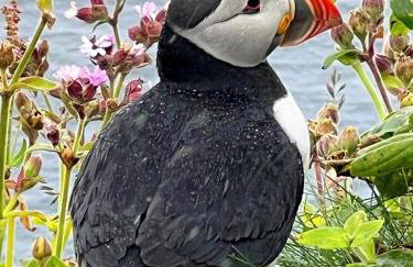 Withi-Gill - Cottage - Bay of Ireland Views - Foto 27