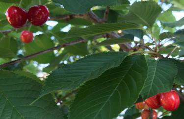 Luxurious 1875 centrally located Canton Akron home, expansive primary & sunset view - Foto 42