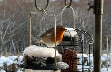 Pant Llwyd Farm - Foto 30